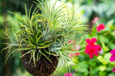 Bahçedeki küçük ağaçlar