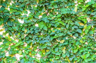 Bahçedeki küçük ağaçlar