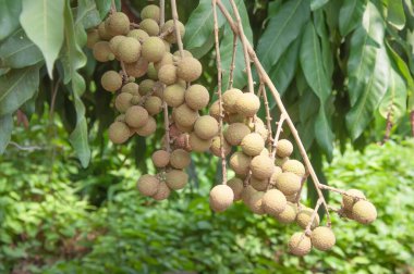 Ağaçta Longan, Asya meyvesi