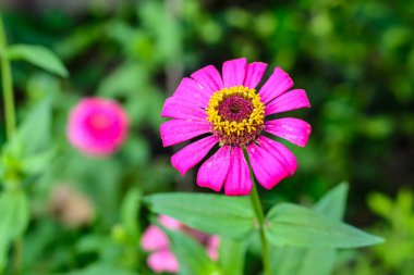 Bahçedeki küçük ağaçlar