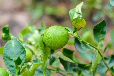 Bahçedeki küçük ağaçlar