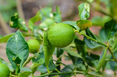 Bahçedeki küçük ağaçlar