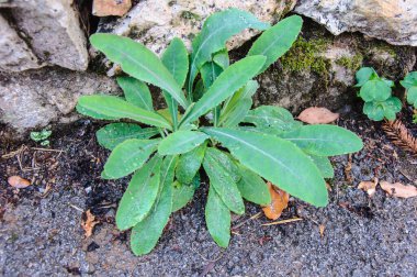 Bahçedeki küçük ağaçlar