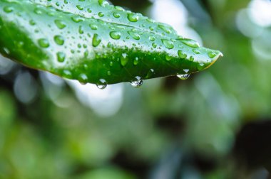 Bahçedeki küçük ağaçlar