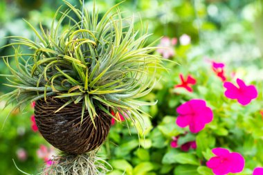 Bahçedeki küçük ağaçlar