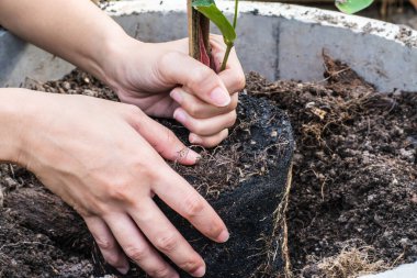 ev bitkisi, el ve ekme yeni tre