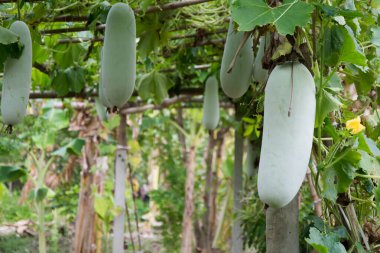 Tarlada ve çiftlikte yeşil ilik 