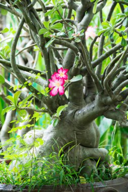 Bahçedeki küçük ağaçlar