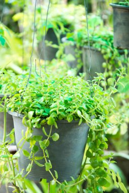 Bahçedeki küçük ağaçlar