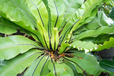 Bahçedeki küçük ağaçlar