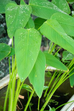 Bahçedeki küçük ağaçlar