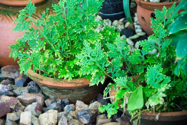 Bahçedeki küçük ağaçlar