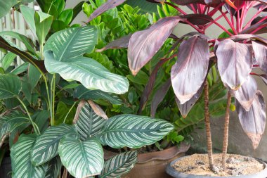 Bahçedeki küçük ağaçlar