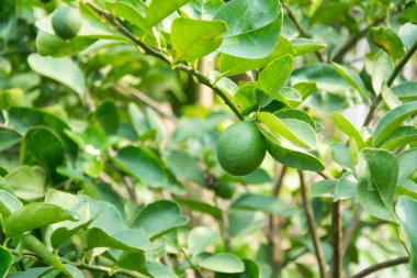 Bahçedeki küçük ağaçlar