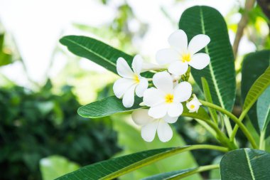 Bahçedeki küçük ağaçlar