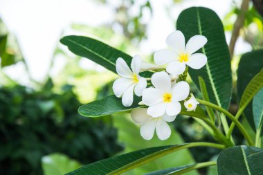 Bahçedeki küçük ağaçlar