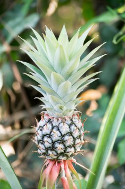 çam elması çiftlikte yetişiyor 