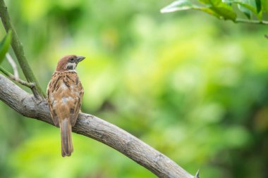 Bahçedeki ağaçtaki serçe