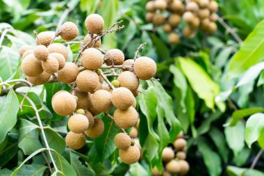 Ağaçta Longan, Asya meyvesi