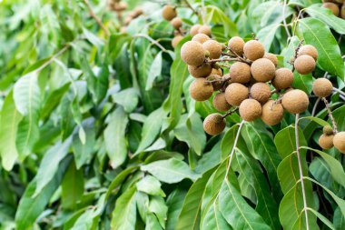 Ağaçta Longan, Asya meyvesi