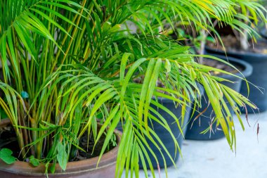 Bahçedeki küçük ağaçlar