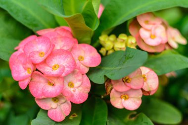 Kapalı - pembe çiçekler, seçici odak