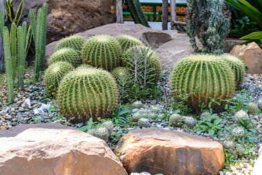 Bahçedeki kaktüs