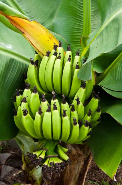 Banane Verte Jaune Dans Jardin Asiatique — Photo