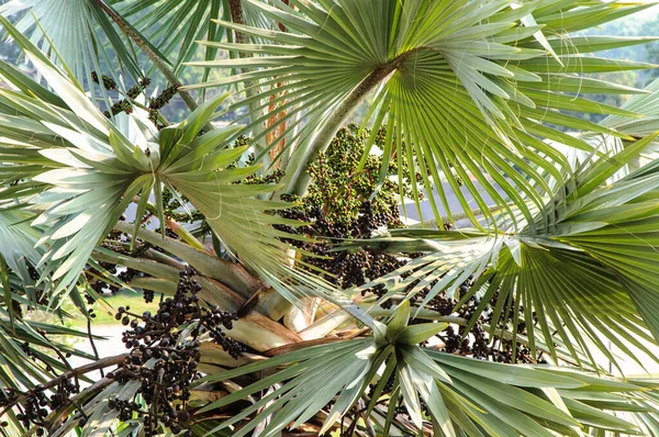 Palm Trees Garden — Stock Photo, Image