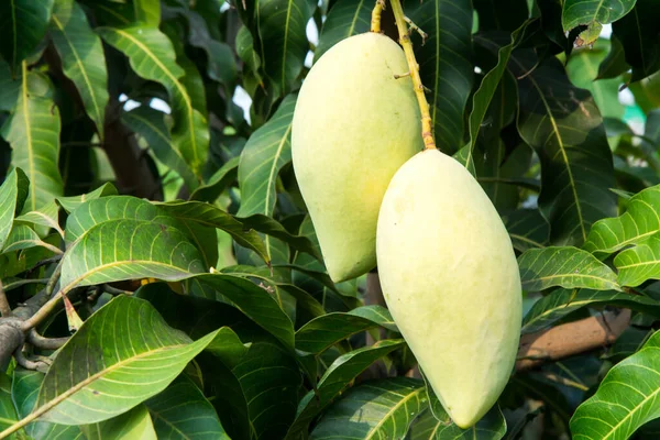 Ağaçtaki mango & Asya meyvesi