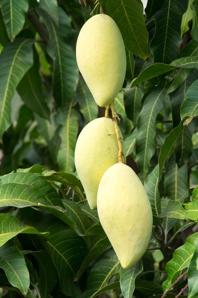 Ağaçtaki mango & Asya meyvesi