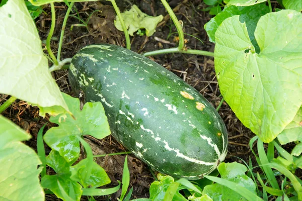 Watermelon Garden — Stock Photo, Image