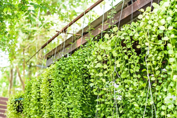 stock image house plant , small tree in the garden