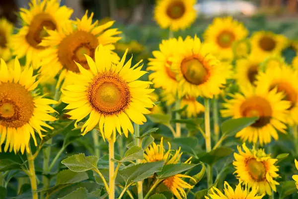 stock image Sunflowers in a farm in Asia