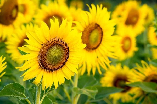 stock image Sunflowers in a farm in Asia