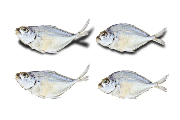 Dode Vissen Aan Zandstrand — Stockfoto