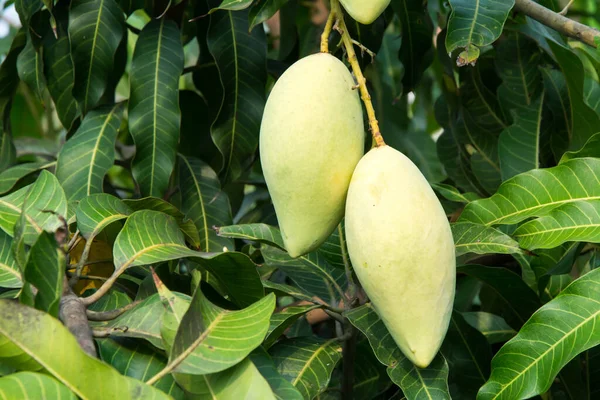 Mango Tree Asian Fruit — Stock Photo, Image