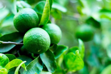 Çiftlik bahçesindeki ağaçta taze kireç meyveleri yetişiyor.