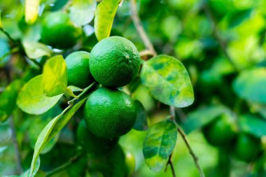 Çiftlik bahçesindeki ağaçta taze kireç meyveleri yetişiyor.