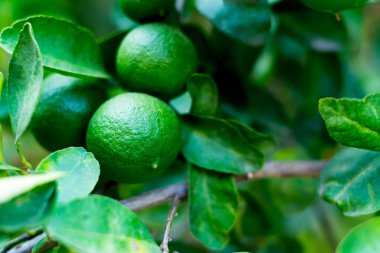 Çiftlik bahçesindeki ağaçta taze kireç meyveleri yetişiyor.