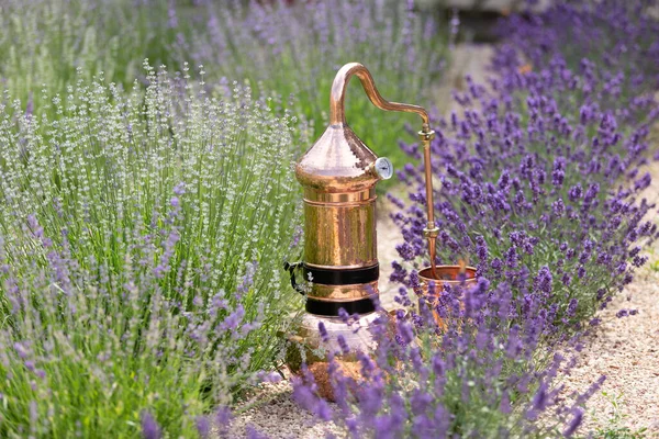 Distillation Lavender Essential Oil Hydrolate Copper Alambic Flowering Field — Stock Photo, Image