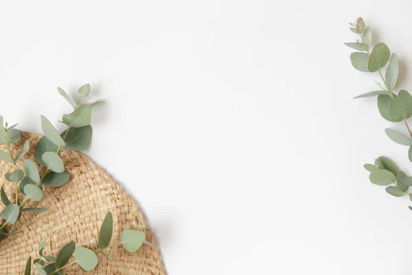 Зеленые Листья Эвкалиптовых Ветвей Белом Фоне — стоковое фото