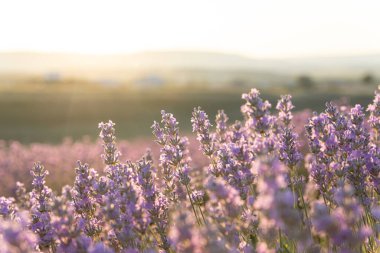 Gün batımında lavanta çalıları kapanır. Mor lavanta çiçeklerinin üzerinde gün batımı ışıldıyor. Fransa 'nın Kaynak Bölgesi