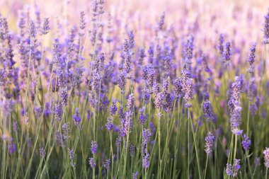 Gün batımında lavanta çalıları kapanır. Mor lavanta çiçeklerinin üzerinde gün batımı ışıldıyor. Fransa 'nın Kaynak Bölgesi