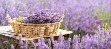 Hasat mevsimi. Lavanta buketleri ve sepet.
