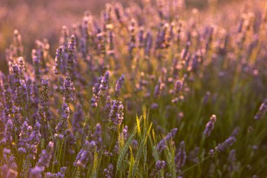 Gün batımında lavanta çalıları kapanır. Mor lavanta çiçeklerinin üzerinde gün batımı ışıldıyor. Fransa 'nın Kaynak Bölgesi