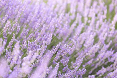 Gün batımında lavanta çalıları kapanır. Mor lavanta çiçeklerinin üzerinde gün batımı ışıldıyor. Fransa 'nın Kaynak Bölgesi