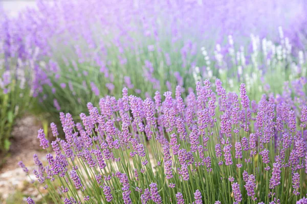 Lavendel Buskar Närbild Vid Solnedgången Solnedgången Glimmar Över Lila Blommor — Stockfoto