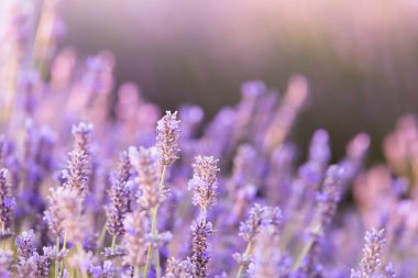 Gün batımında lavanta çalıları kapanır. Mor lavanta çiçeklerinin üzerinde gün batımı ışıldıyor. Fransa 'nın Kaynak Bölgesi