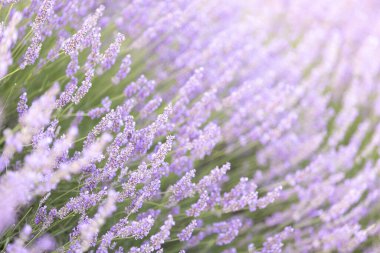 Gün batımında lavanta çalıları kapanır. Mor lavanta çiçeklerinin üzerinde gün batımı ışıldıyor. Fransa 'nın Kaynak Bölgesi